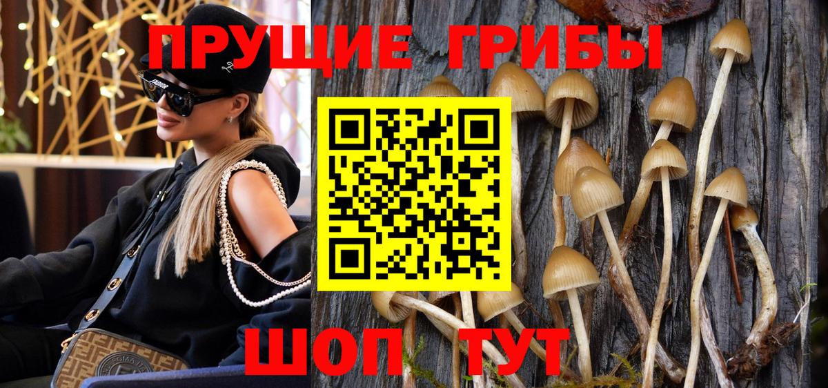 Осинники  Псилоцибиновые грибы Psilocybine cubensis  Вход с VPN 